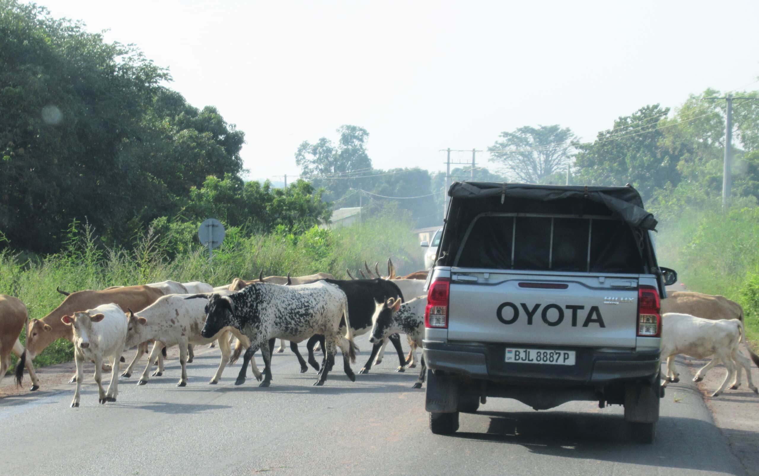 cows crossing the road