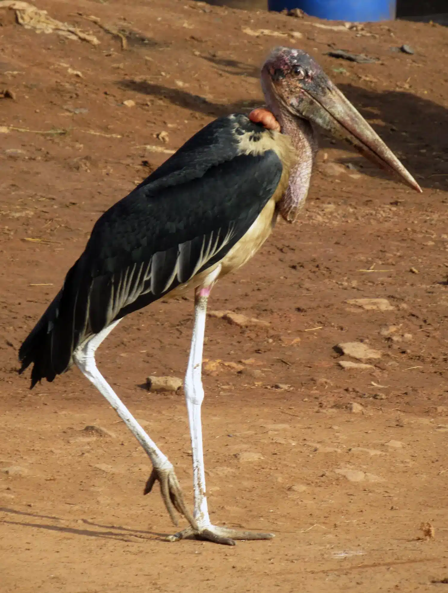 Marabou Stork Marabou Stork Photo