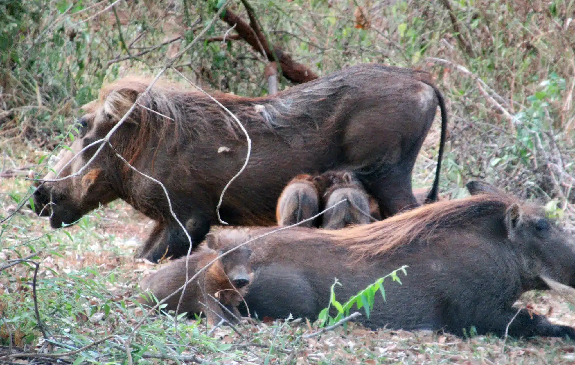warthogs Warthogs Photo