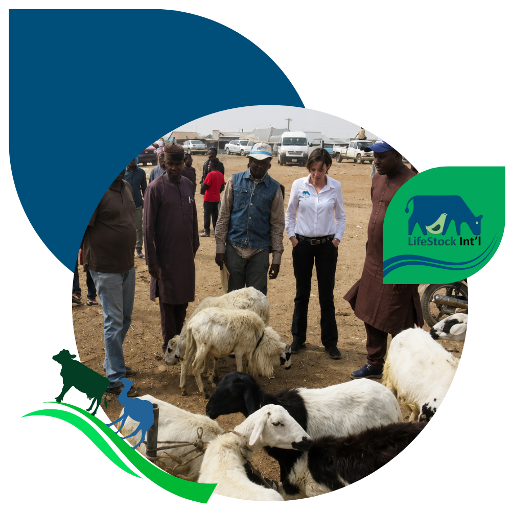 Smallholder Projects Groton CT livestock market People inspect sheep at an outdoor livestock market, framed with LifeStock Int’l blue and green branding.