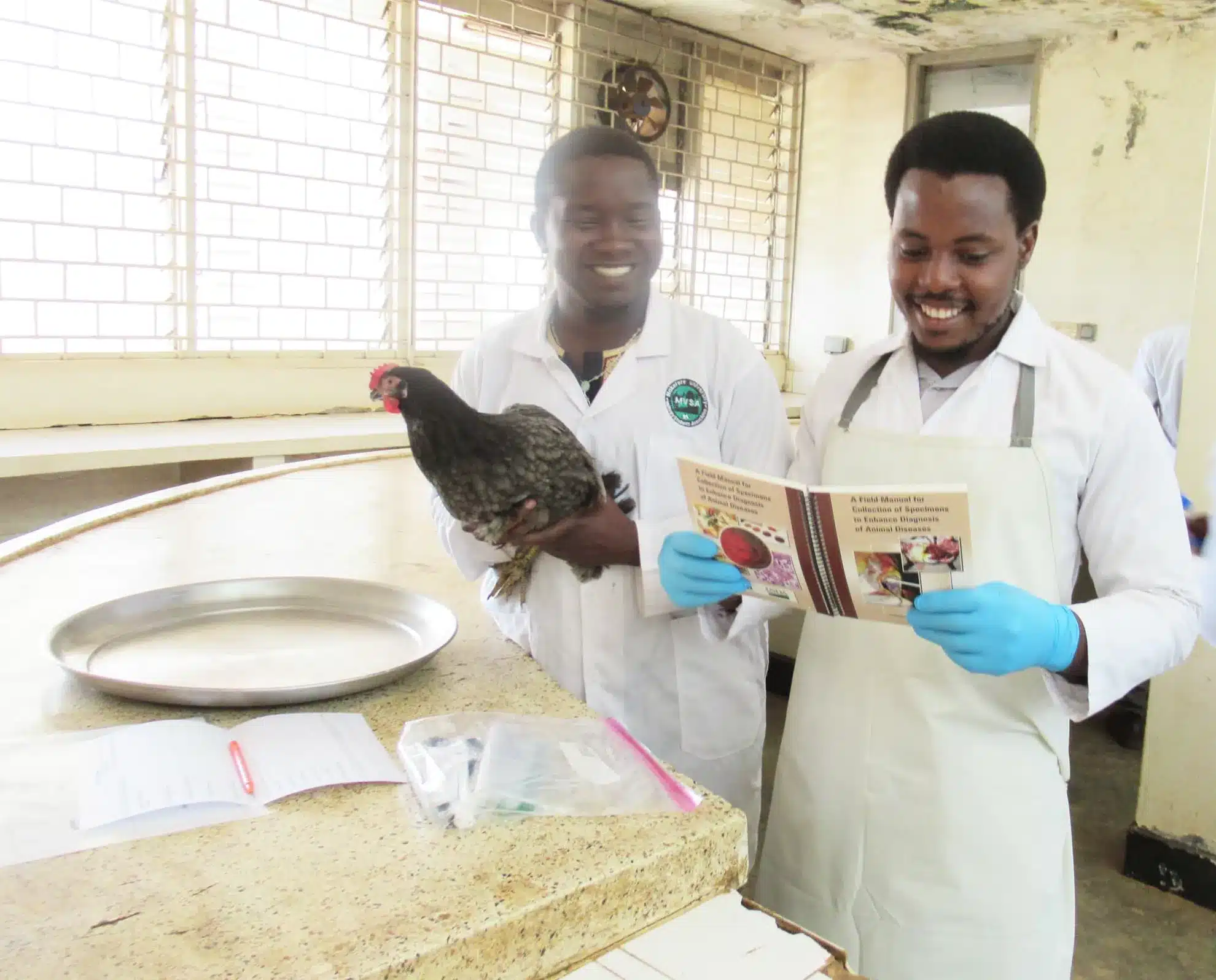 Chicken Necropsy Makerere University Chicken Necropsy