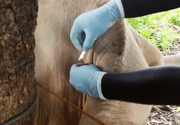 Cows Medication The Gambia Cows Medication The Gambia