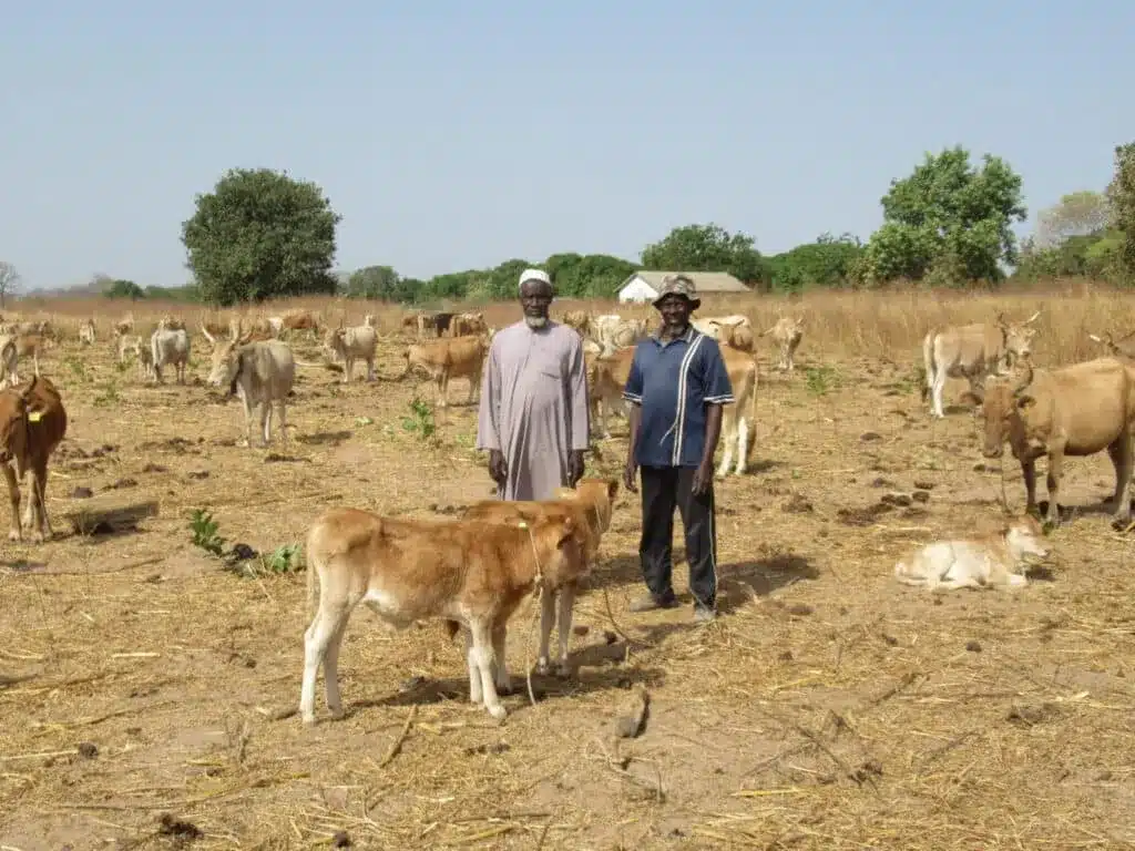 Cows field The Gambia Cows field The Gambia