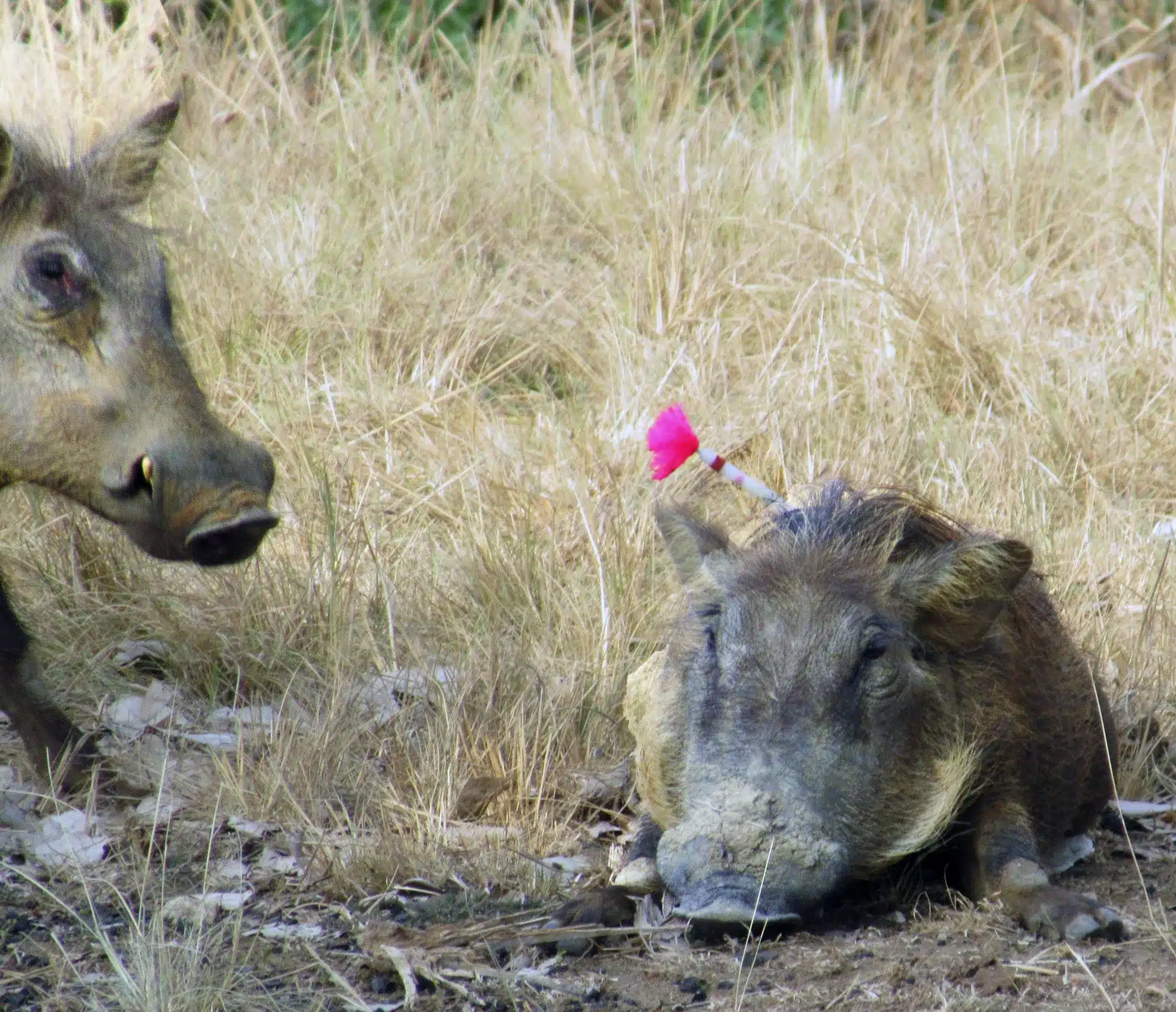 Darted Warthog LifeStock Darted Warthog