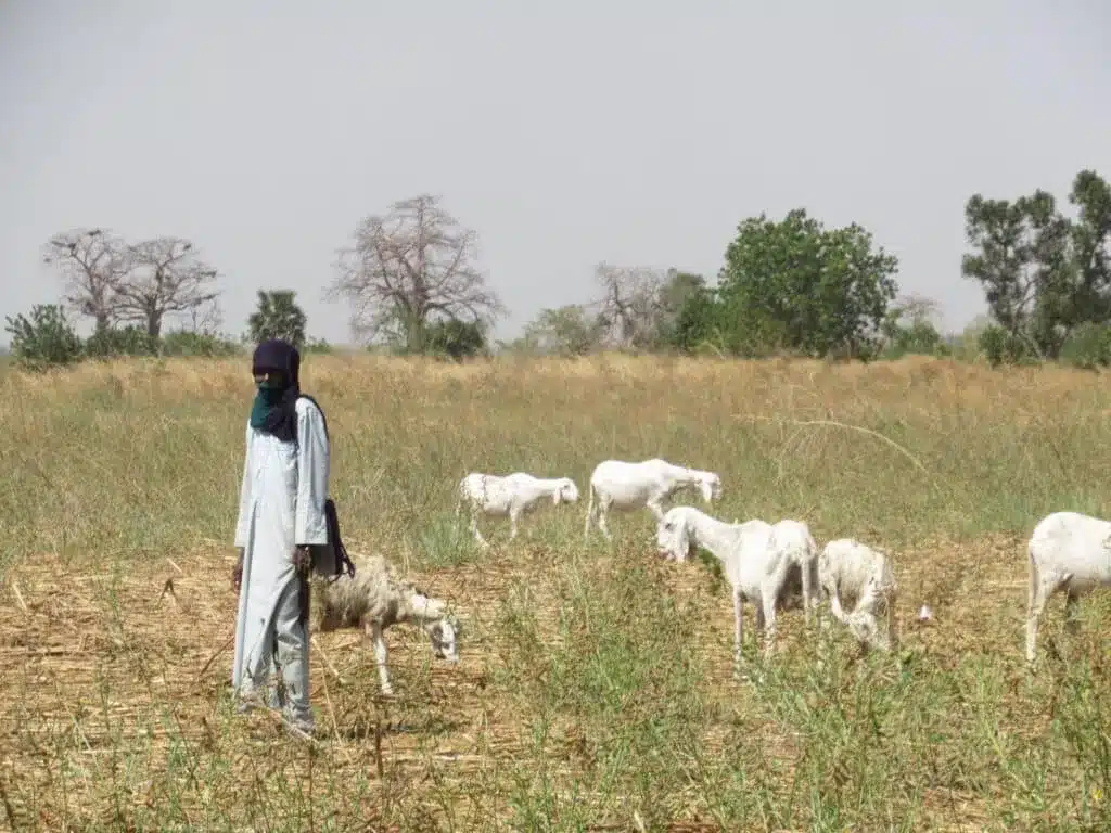 The Gambia Goat Field The Gambia Goat Field