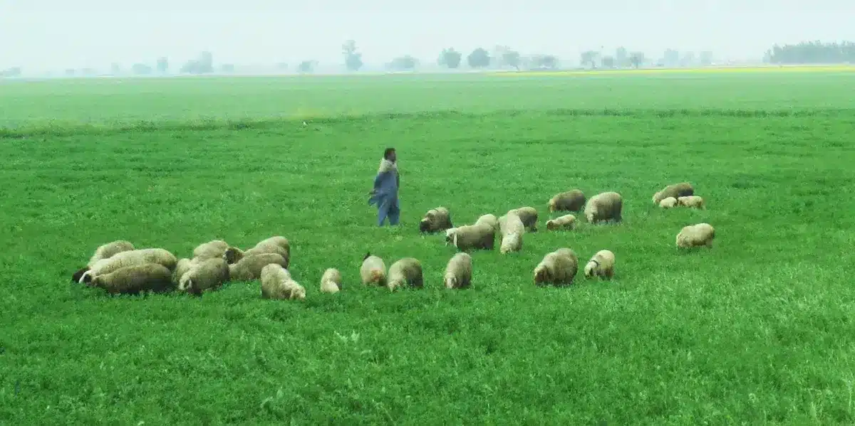Pakistani herder with Khalji sheep Pakistani herder with Khalji sheep