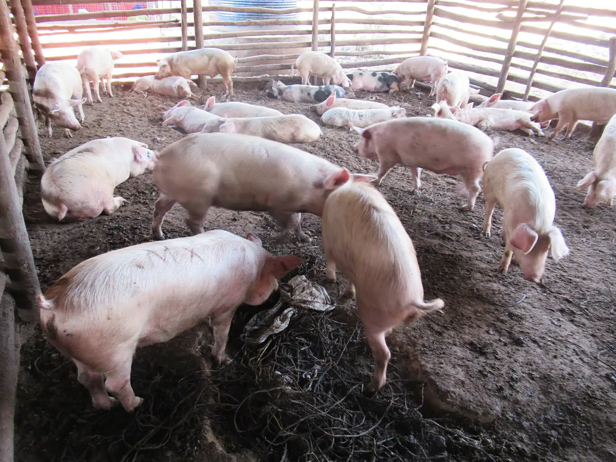 Pig Pen Pig Pen at Slaughterhouse