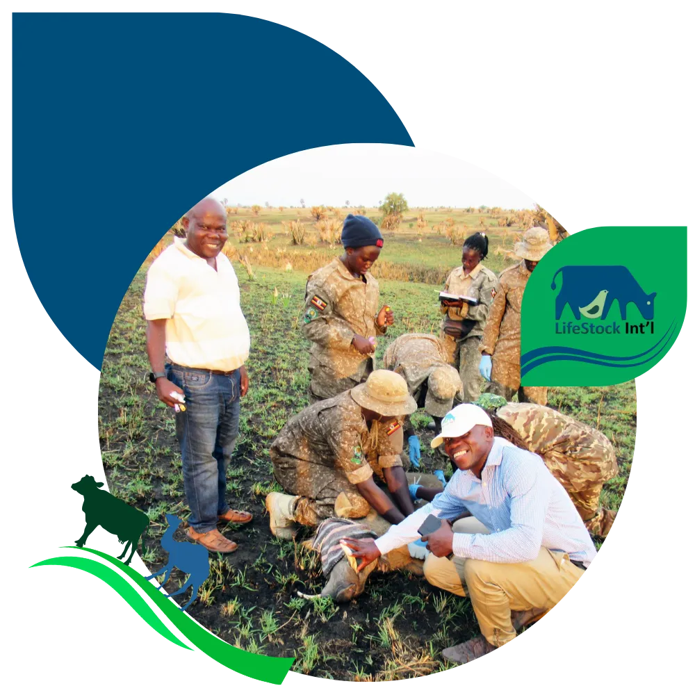 smallholder projects groton ct vet Veterinary team examines a restrained animal in a field, framed with LifeStock Int’l blue and green branding.