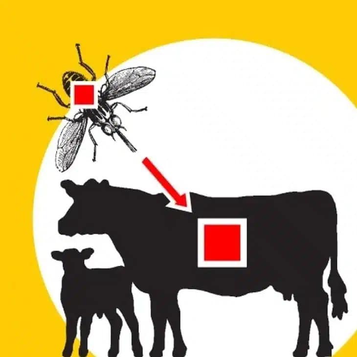 Crimean-Congo Hemorrhagic Fever Spread by ticks
