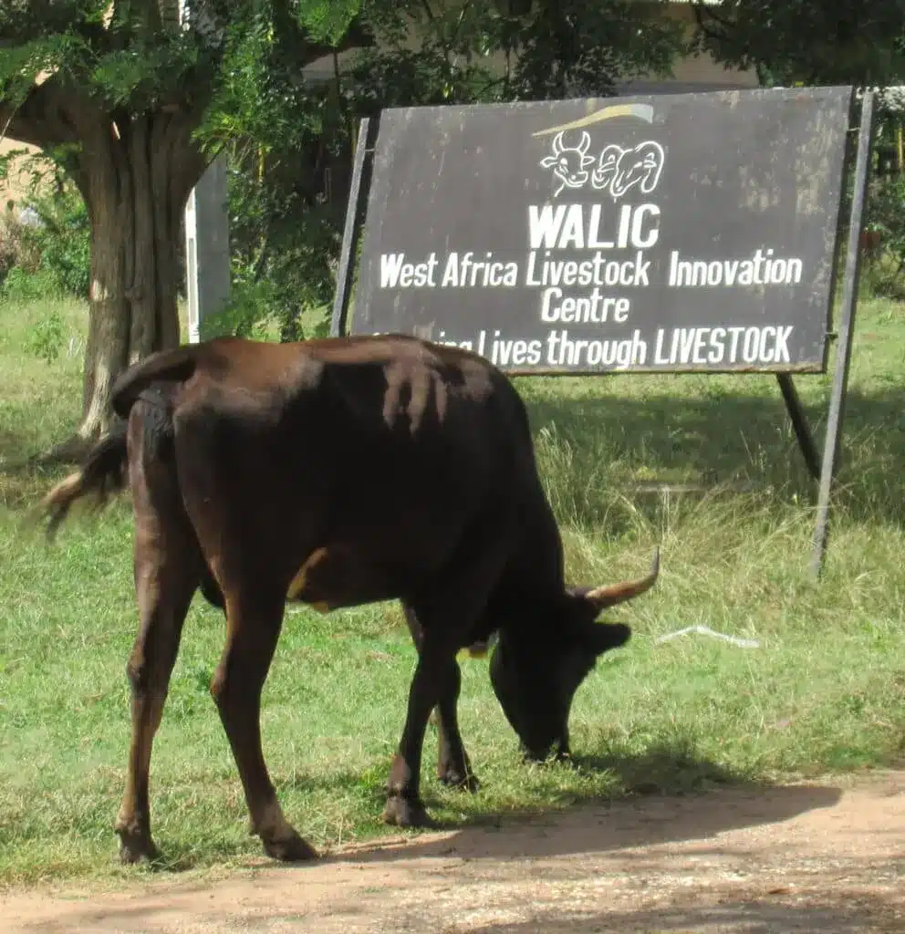 WALIC The Gambia WALIC The Gambia