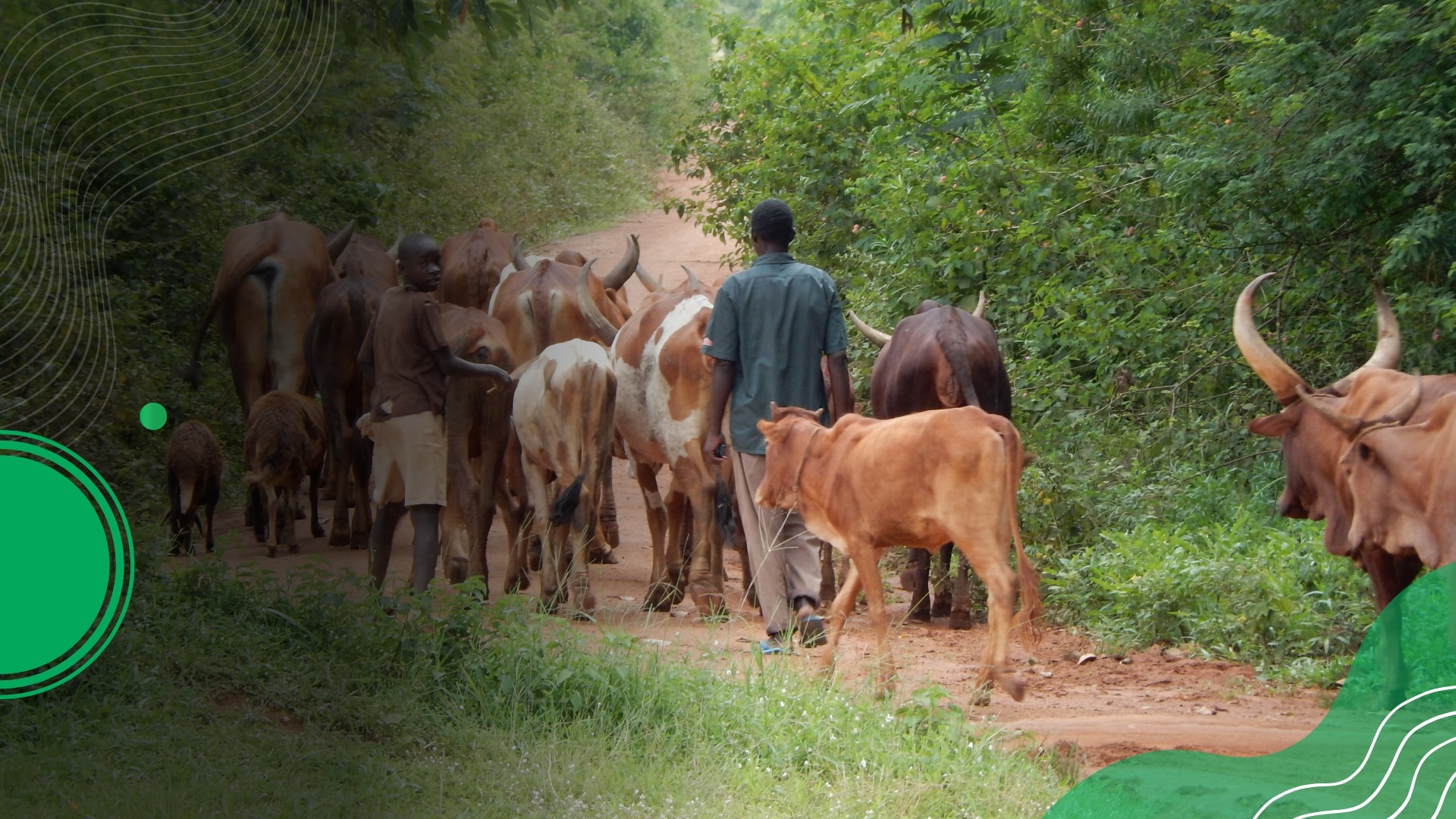 lifestock international cattle herd connecticut Two herders guide long-horned cattle along a wooded dirt path, with green decorative graphics overlaid.